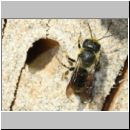 Osmia leiana - Mauerbiene 01a 9mm - OS-Insektenhotel det.jpg
